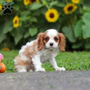Granger, Cavalier King Charles Mix Puppy
